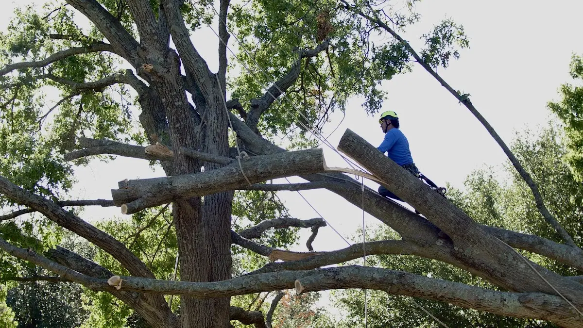 Professional Crown Thinning performed by certified arborists in Mize